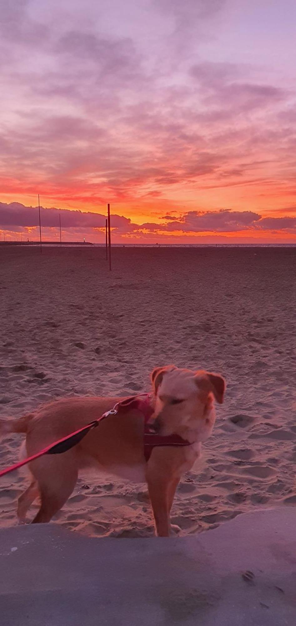 Domusauroom, Relax Nel Cuore Della Versilia - Pet Friendly Viareggio Extérieur photo